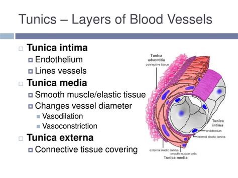 Ppt Blood Vessels And Circulation Powerpoint Presentation Id3784935