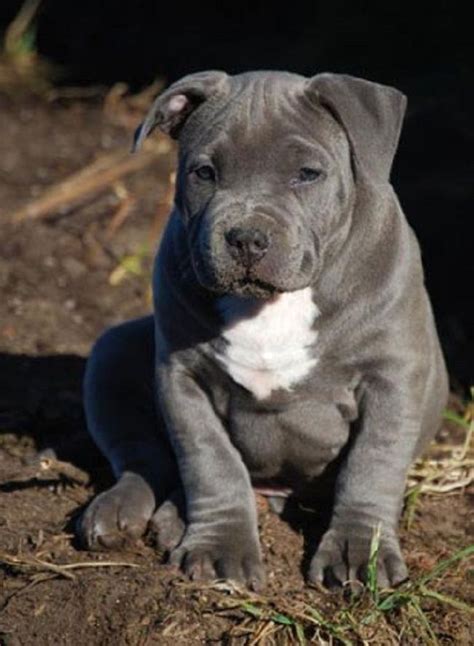 Blue Pitbull Puppies Razor Edge Blue Nose Pitbull Puppies Cute Baby
