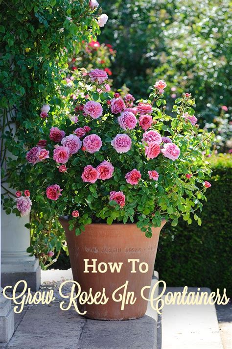 Grow Roses In Containers Garden Containers Planting Roses Rose