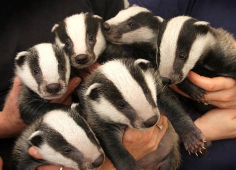 Badger Babies Raww