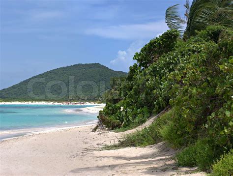 Gorgeous Coconut Palm Trees Overlooking Flamenco Beach On The Puerto