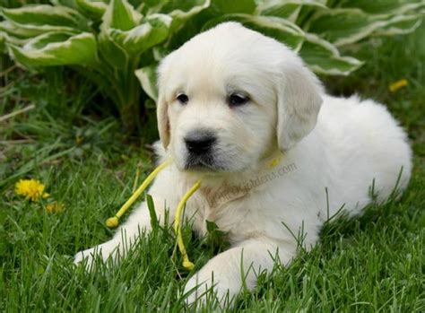 Welcome to white gold puppies! English Cream Golden Retriever Male Puppies (Ready 5/09 ...
