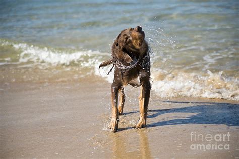 Dog Shaking Off Water Photograph By Istvan Fekete Fine Art America