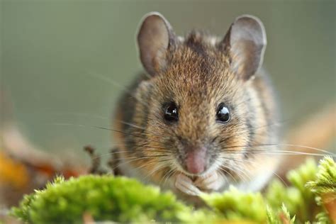 Mice Scientific Name