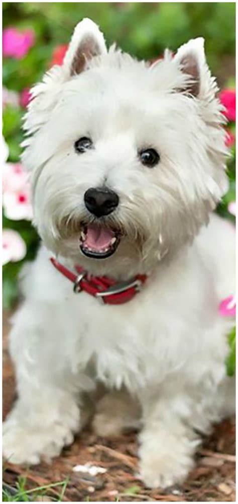 Pin By Tams Boards ♥ On Dog World Westie Dogs Westies Westie Terrier