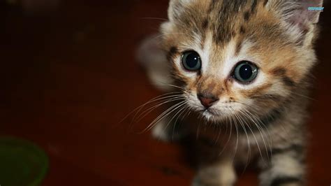 More cute kitten photos and fluffy tabby kitty cat hd wallpapers are coming soon. Happy Kittens HD Wallpapers | I Have A PC