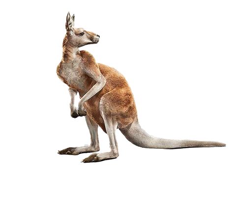 Western Grey Kangaroo Quoll Animal Categories Marsupial Tropical