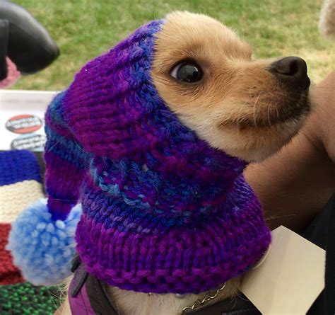 Hand Knit Dog Hats Keep Your Dog Warm All Winter Long They