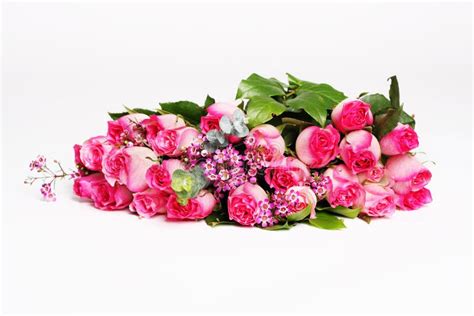 Dark And Light Pink Roses Stock Photo Image Of Mother 4824534