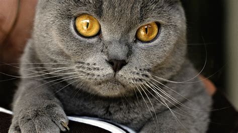 Chartreux Cat Chartreux Cat Breeds Cats In Care Molenaar Lonswellot