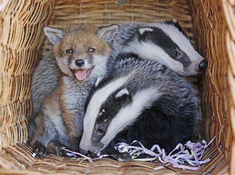 The Daily Fox On Twitter Unusual Animal Friends Baby Badger Animal