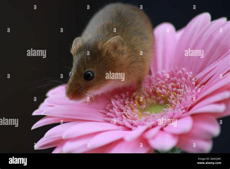 Harvest Mouse On Pink Flower Stock Photo Alamy