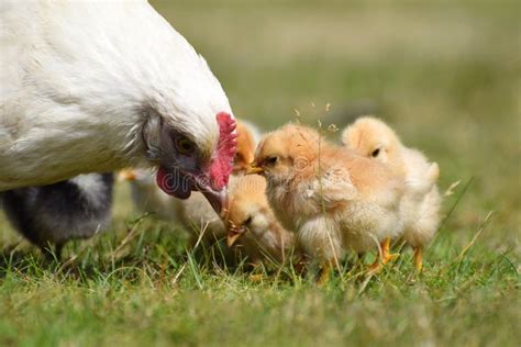 Mother Hen With Baby Chicks Stock Photo Image Of White Chicken