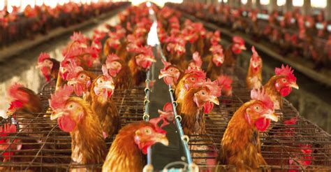 Iowa Farm To Slaughter Millions Of Chickens To Prevent Avian Flu Spread