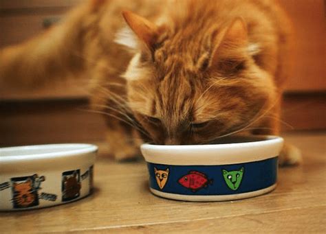 Our top pick for the best cat food for allergies: 8 Best Cheap Cat Food (Updated 2018) | Pawsome Kitty