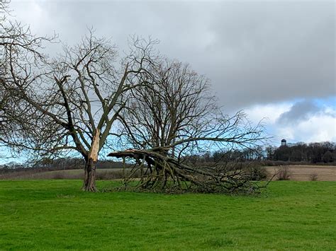 Stormy Weather How Storm Damaged Trees Fall Ecus