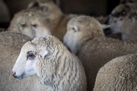 Sheep Flock Free Stock Photo Public Domain Pictures