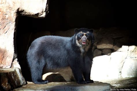 Interesting Facts About Spectacled Bears Just Fun Facts