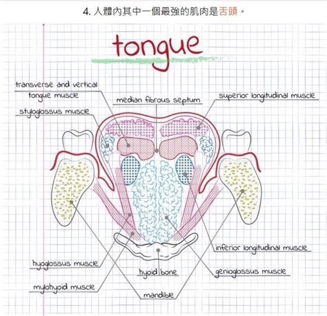 Pin By Ting Xue On Interesting Facts Strong Muscles Tongue Muscles Fun Facts