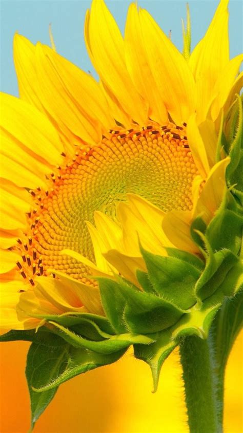 Pin By Roxana Galleguillos On Sunflowers Sunflower Pictures