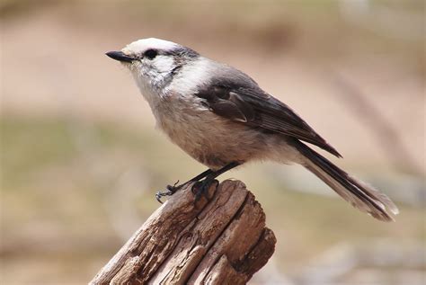 10 Majestic Birds Of Colorado Common Native Birds In State Of Co