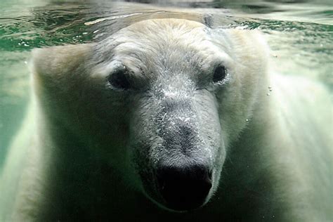 Polar Bear Origins Polar Bears Have Irish Ancestry Suggests Dna Study