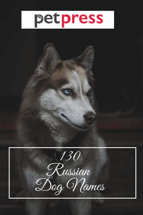 130 Most Popular Russian Dog Names For Male And Female Puppies