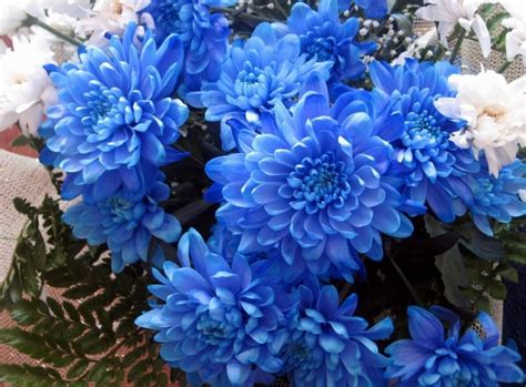 Blue Chrysanthemum Profissão Biotec
