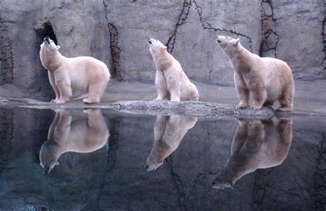 Polar Bears 4k Polar Bear Cub Hd Wallpaper Rare Gallery