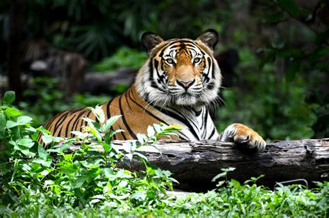 Bengal Tiger Underbart Postertryck Photowall