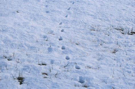 Die übersetzung «tierspuren» nach russische sprache: Was Spuren im Schnee erzählen - NABU