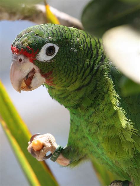 Puerto Rican Parrot 5 April 28 2007 Endangered Puerto Ri Flickr