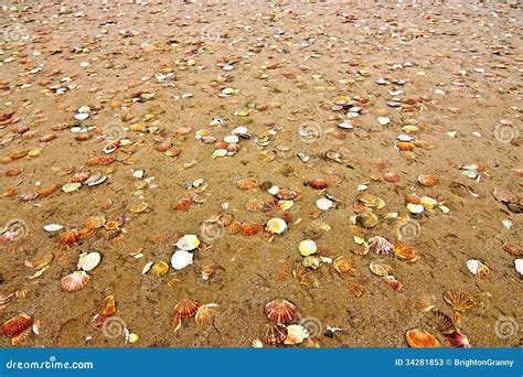 Seashells On Sandy Beach Stock Image Image Of Shells 34281853