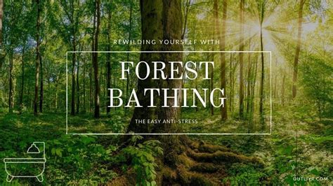 Forest Bathing Natures 10 Minute Healing Therapy
