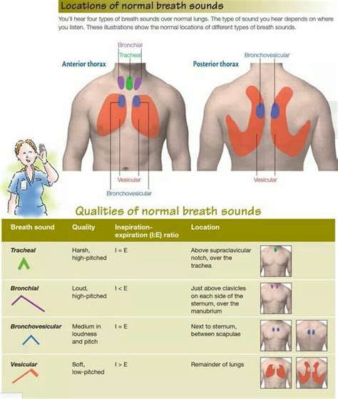Normal Breath Sound Locations Nursing School Survival Respiratory