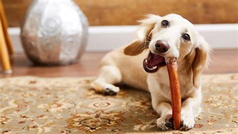 They come in a wide variety of sizes, shapes, tastes and bully sticks resemble beef jerky and can come in dried, raw or cooked form. Dog Swallowed Bully Stick: (Should You Be Worried)?