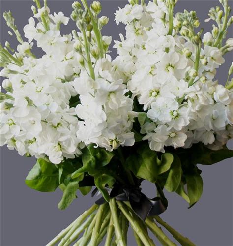 Huge collection, amazing choice, 100+ million high quality, affordable rf and rm images. Simple White Stocks Bouquet