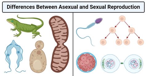 Asexual Vs Sexual Reproduction Definition 16 Differences Examples