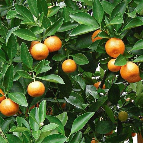 Calamondin Orange White Flower Farm