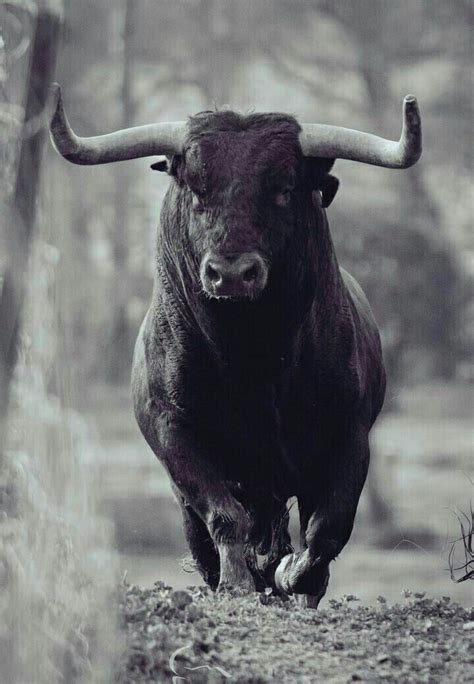 Toro Bravo Español Bull Pictures Bucking Bulls Animals Beautiful
