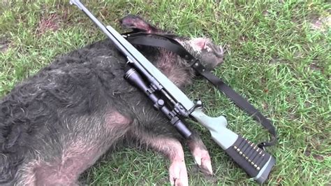 We did not find results for: Savage Hog hunter - hog head shot - YouTube