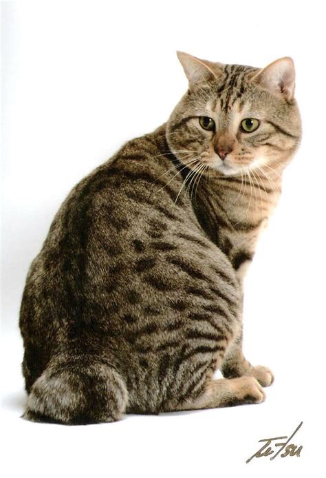 Bengal Cat Short Tail