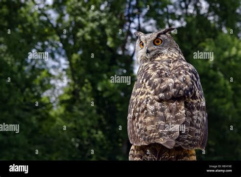 Eurasian Eagle Owl Bubo Bubo Stock Photo Alamy