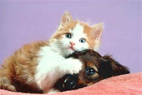 Cool Animals Pictures Cats And Dogs Love Friendship Of