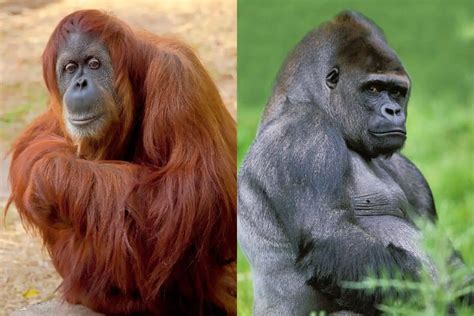 Orangutan Vs Gorilla Whats The Difference