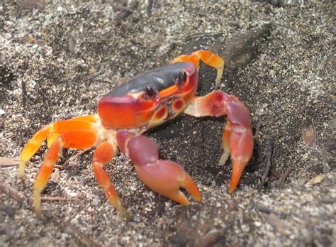Colorful Crabs Abound Colorful Crabs Crab Sea Creatures