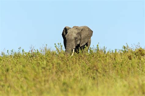African Elephants Stock Image Image Of Animals Samburu 47133459