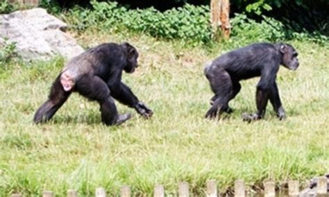 Chimps Can Recognise Friends With A Single Glance At Their Butt Daily
