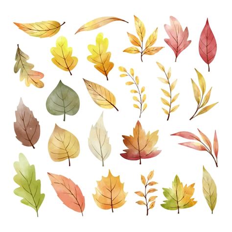Premium Vector Draw Collection Leaves Fall For Autumn Season Concept