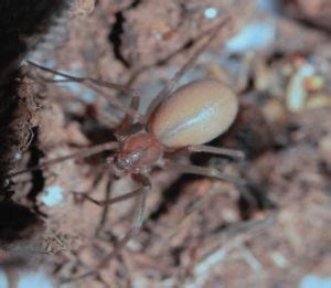 Araña violinista se puede encontrar en sitios oscuros y secos. Un nombre para una nueva araña violinista en México - Amonite